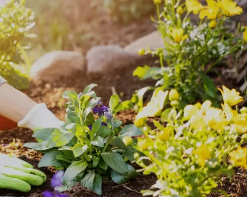 Garden