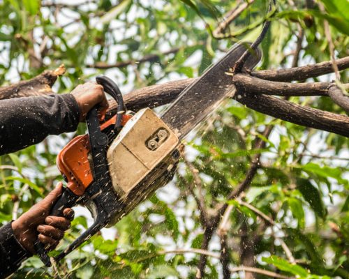 Pacific-Arboriculture-hoa-tree-trimming