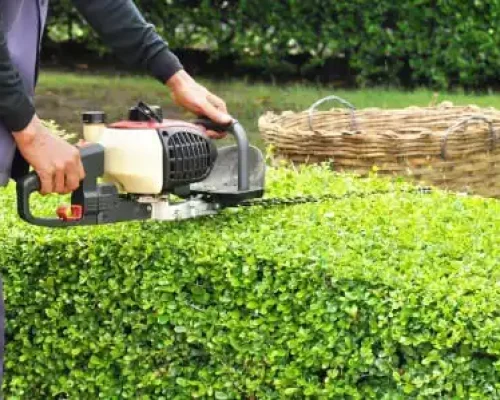 Tree & Bush Trimming