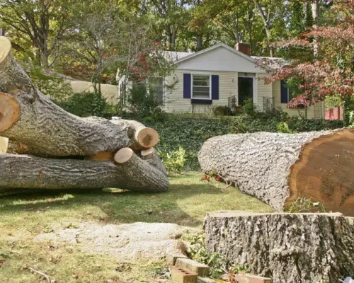 tree-removal