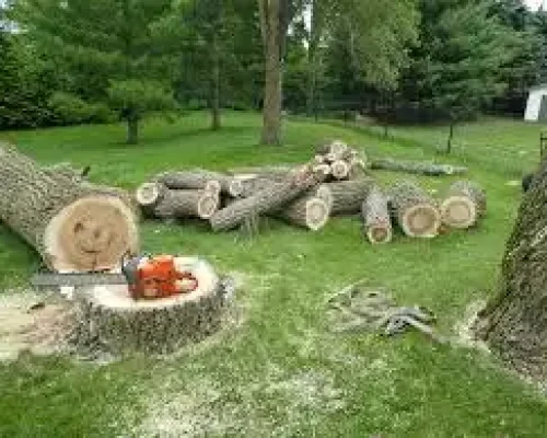 tree removal